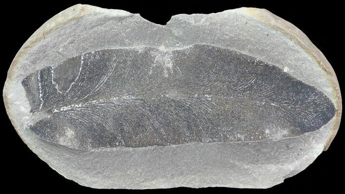Neuropteris Fern Fossil - Mazon Creek #72394